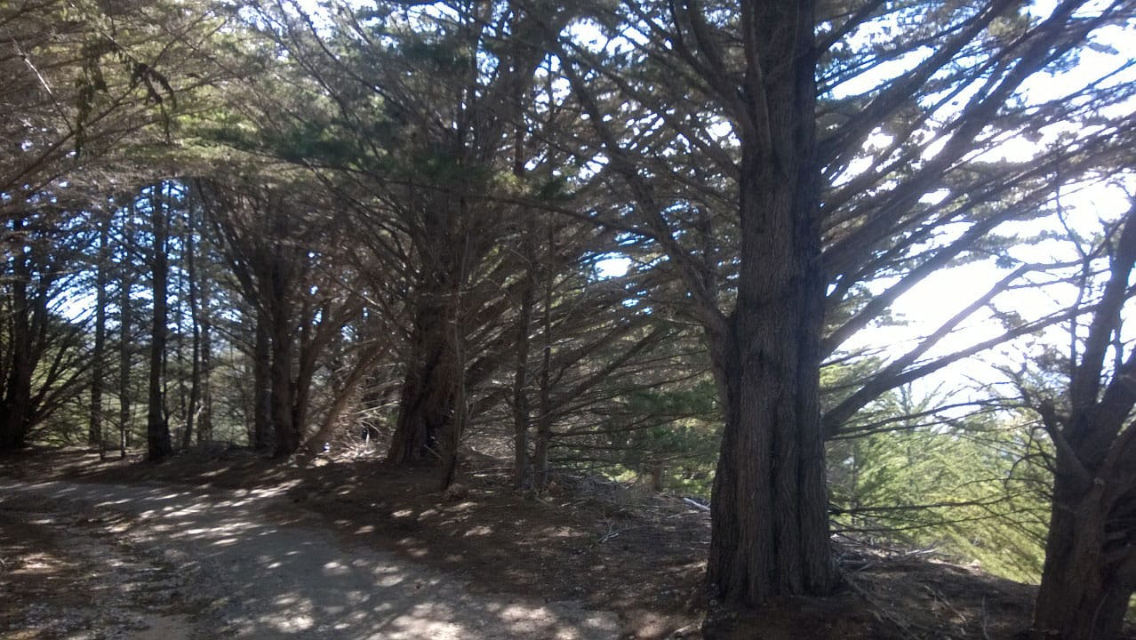 A photo of trees in the sunlight on a mountain side.